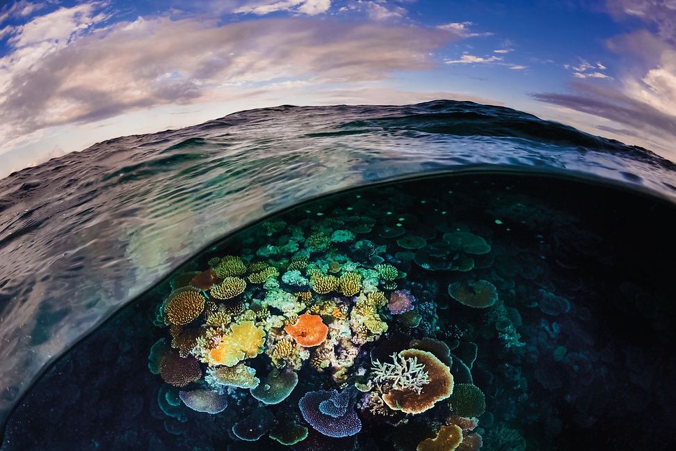 Reefs under the sea