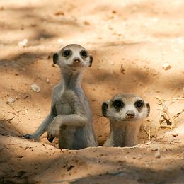 Meerkats peep out of a burrow
