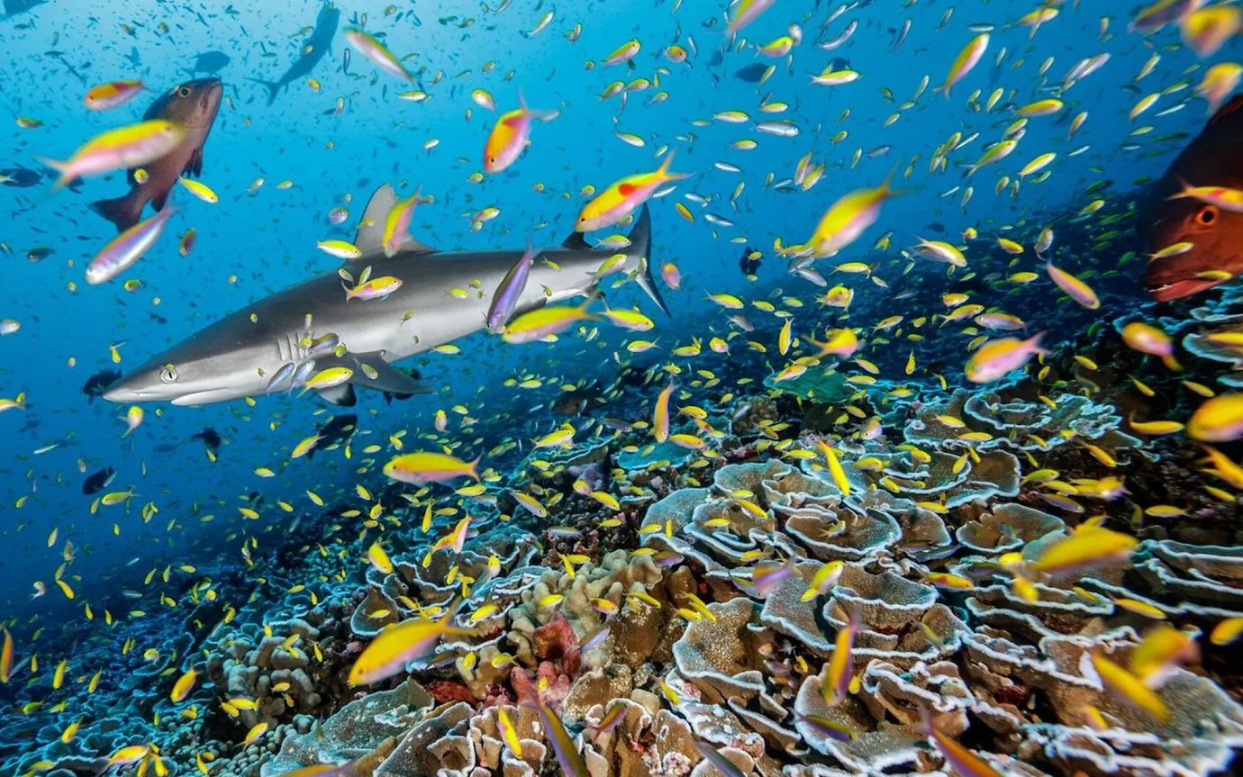 Various colorful fish and a grey reef shark swim around an ocean reef