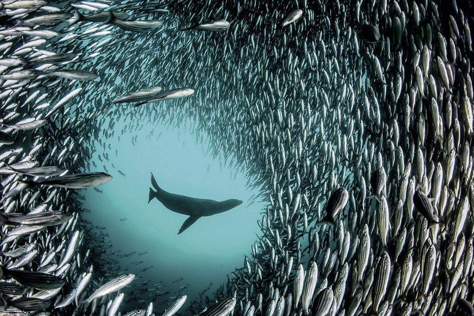 A Galápagos sea lion in the midst of a large school of fish in the ocean