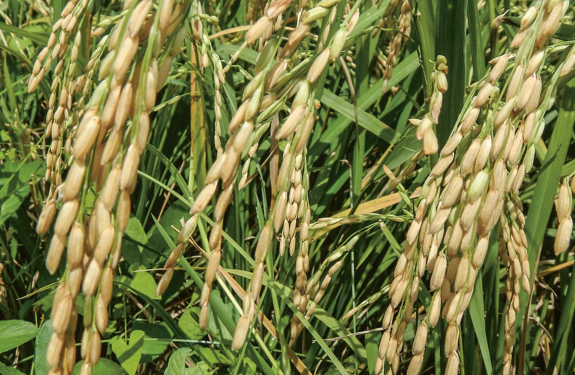 Grosses Reisfeld von RiceTec