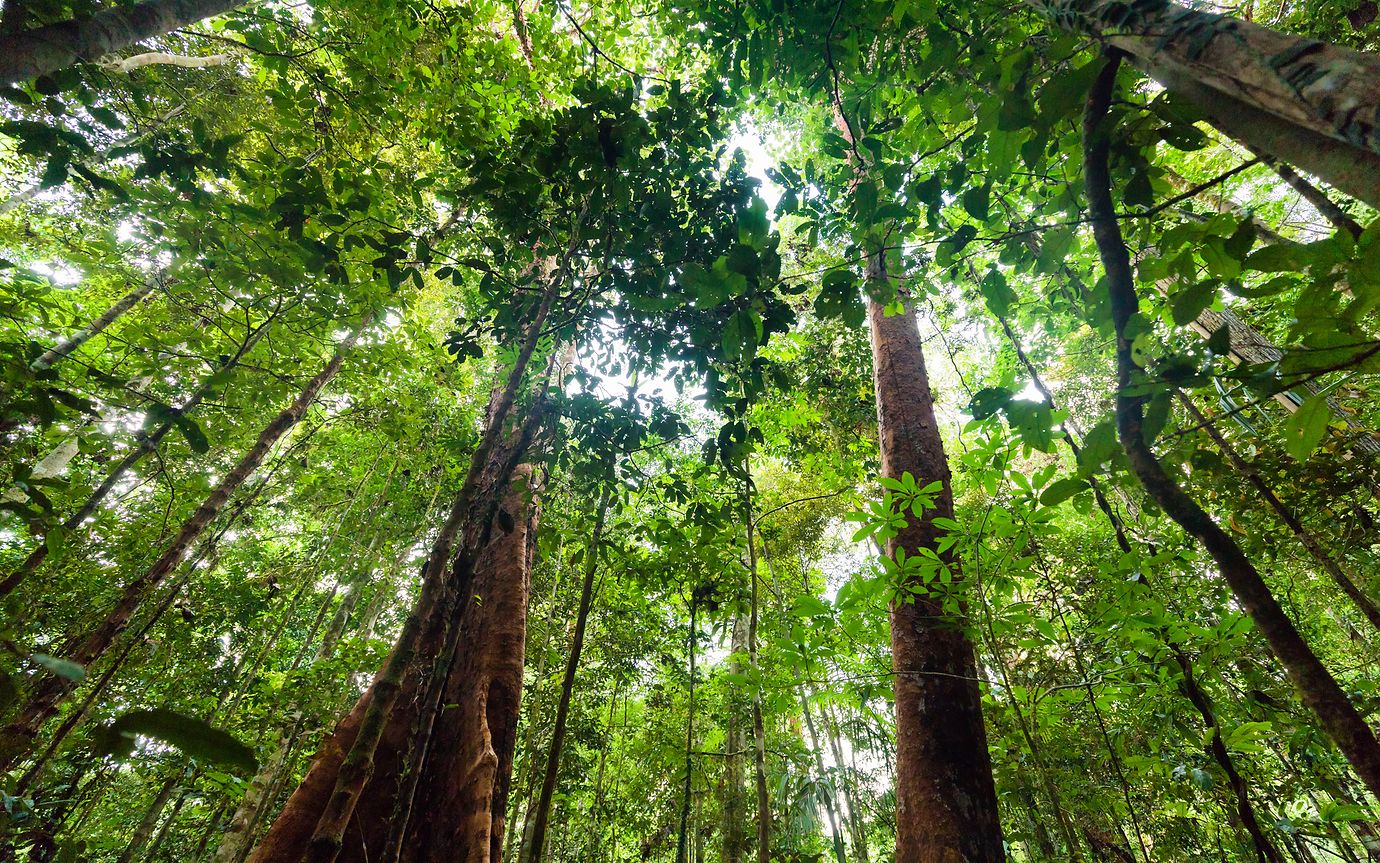 Regenwald in Indonesien