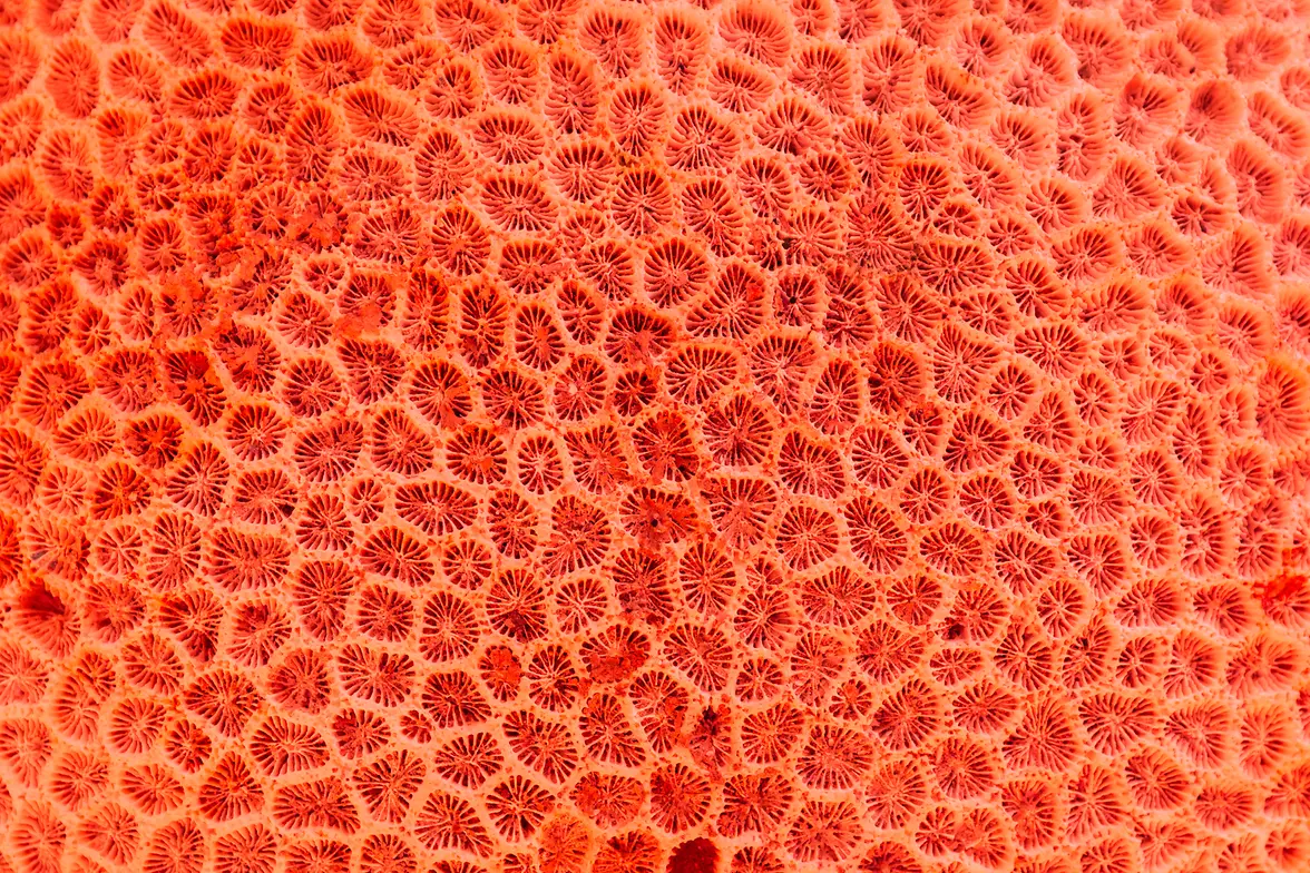 Nahaufnahme einer Koralle