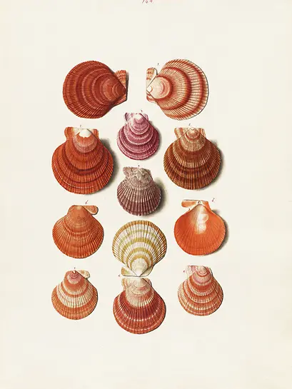 Gemälde von Muscheln