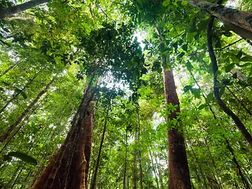 Regenwald in Indonesien