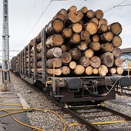 Abgeholzte Bäume auf einem Cargozug