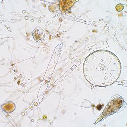 Meeresplankton unter dem Mikroskop