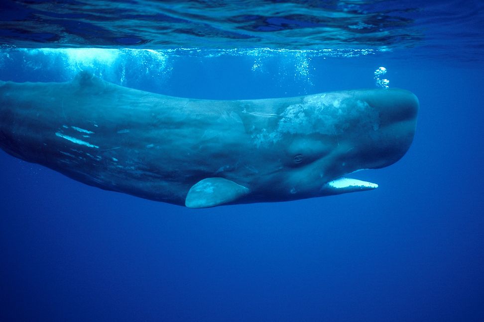 A sperm whale swims close to the ocean surface