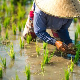 A person wearing a woven sun hat harvests rice in a rice field