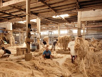 In einer Halle bearbeiten Männer die Fasern der Abacá-Staude.