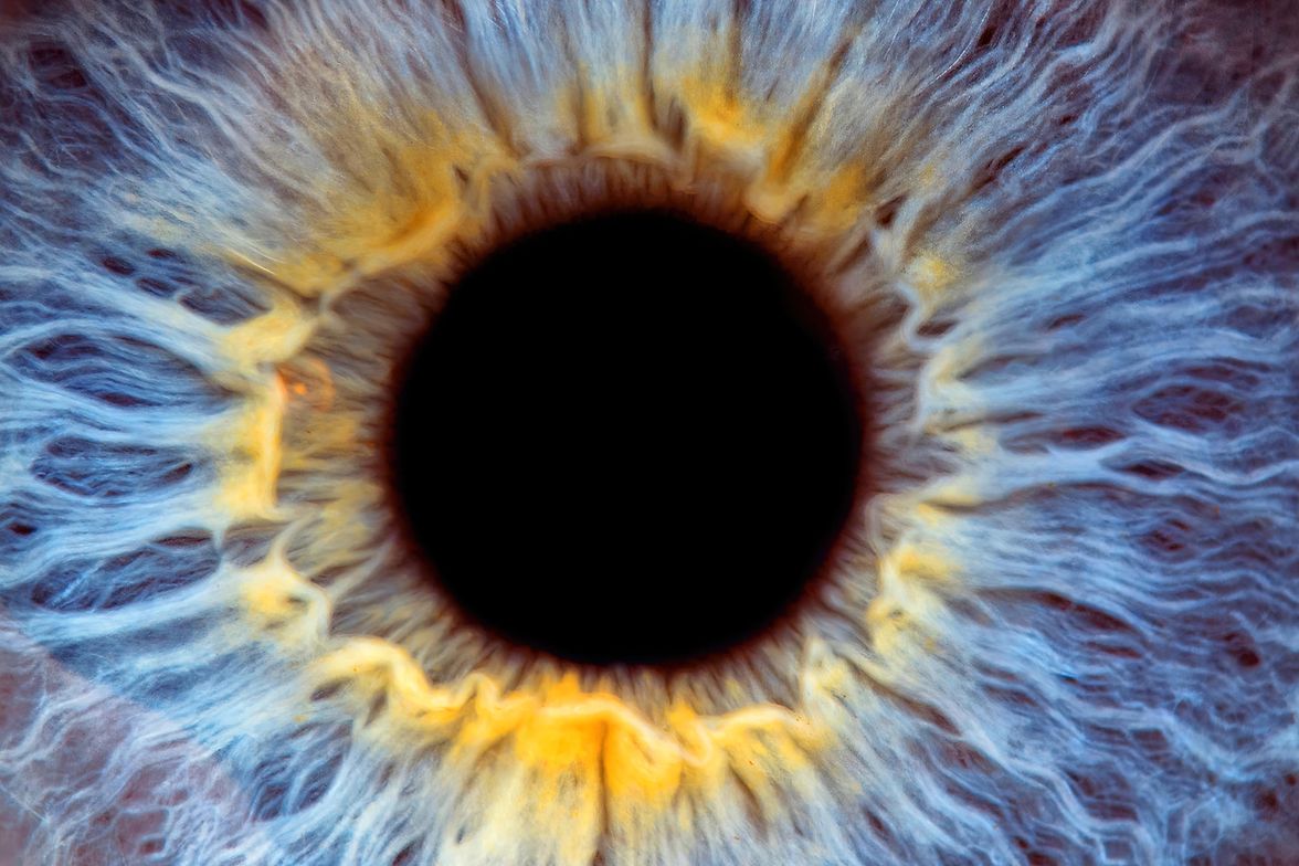 Detail of an iris