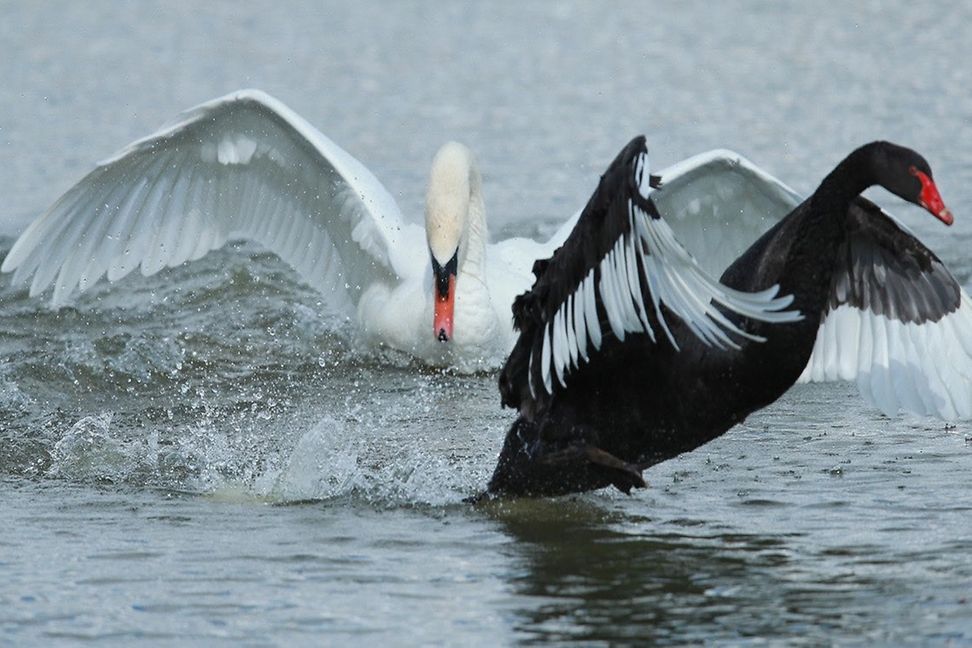 White swan and black swan