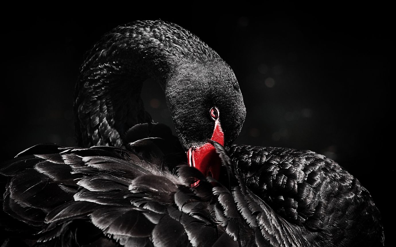 Black swan