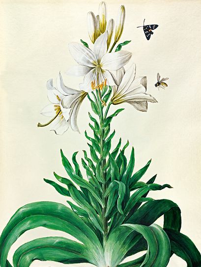 «Lilium candidum L.», einem Werk der Brüder Bauer aus dem «Hortus Botanicus» candidum L.».